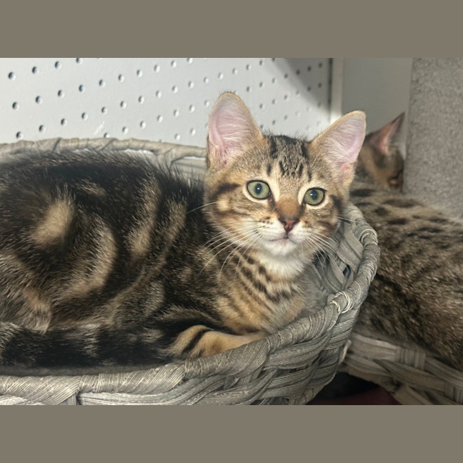 Photo of Kobe 💫💙