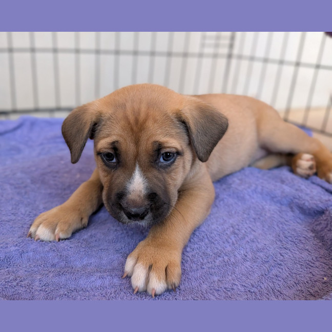 Photo of Hiccup