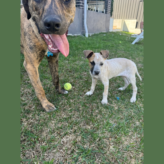 Photo of Coco   13 Week Old Cattle Dog X(trial)