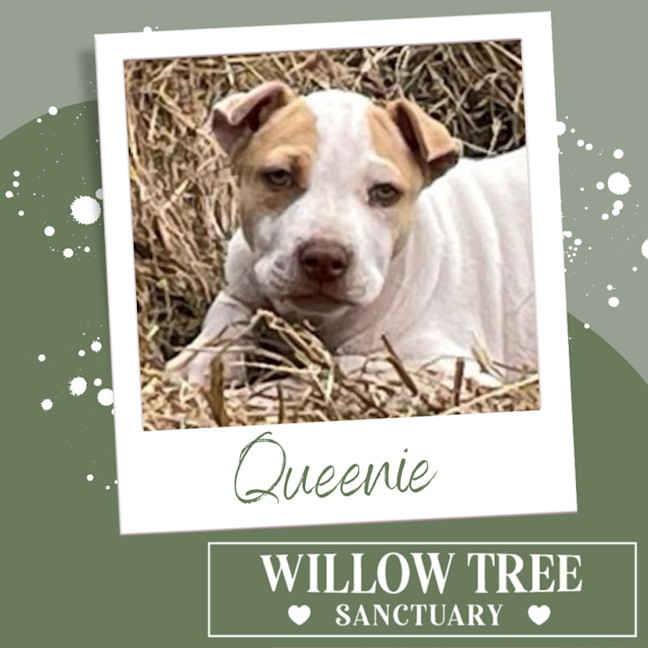 Photo of Queenie