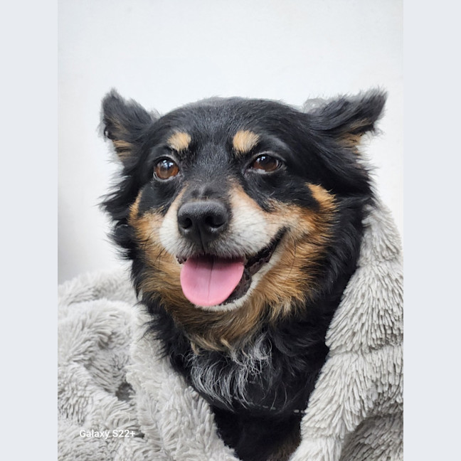 Photo of Elvis   7 Year Old Pomeranian X Chihuahua