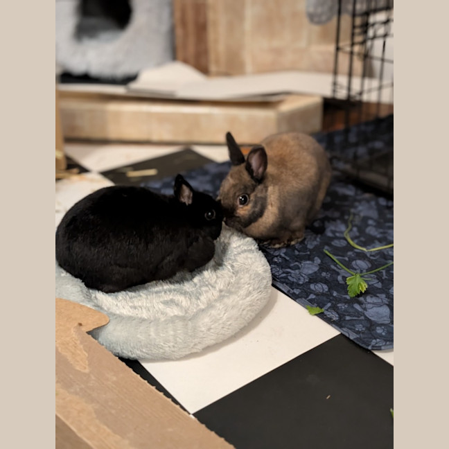 Photo of Ollie / Alice