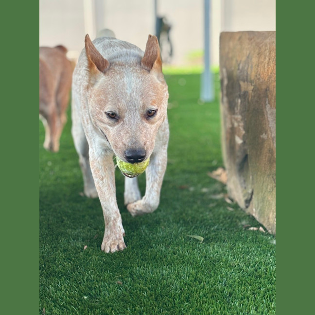 Photo of Jester   3yo Cattle Dog X 