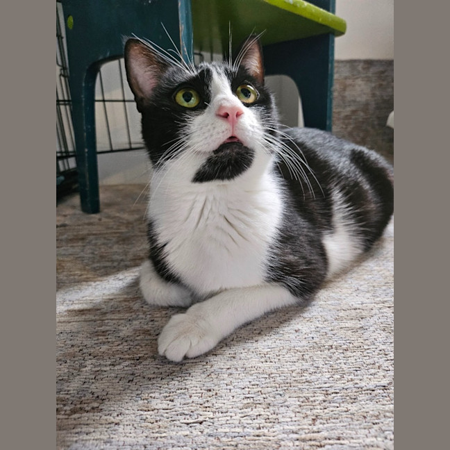 Photo of Gaia   Reduced Adoption Fee