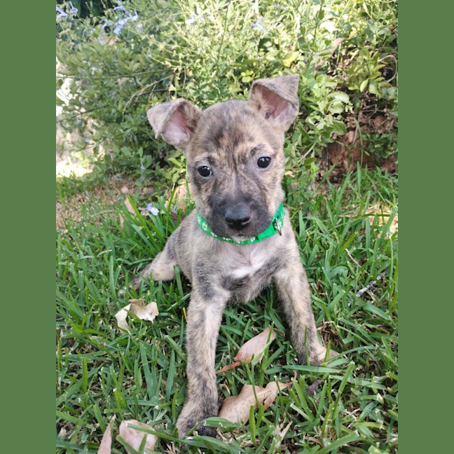 Photo of Collar Green