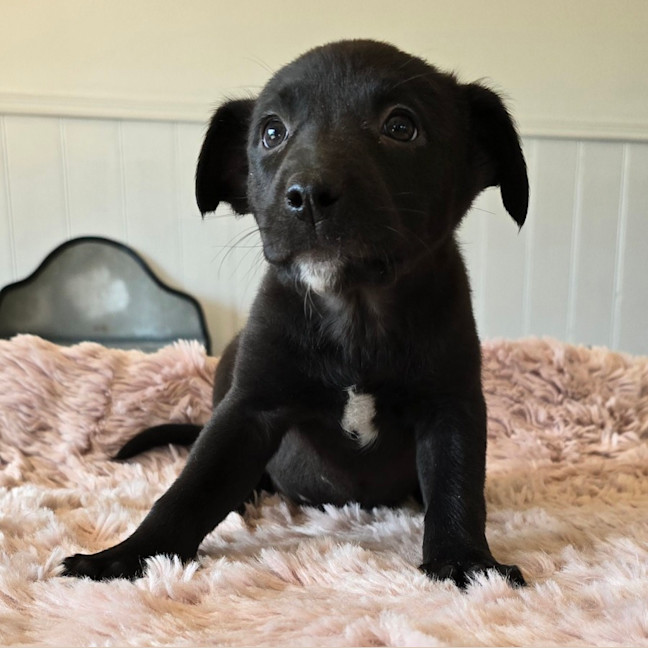 Photo of Camilla The Chicken