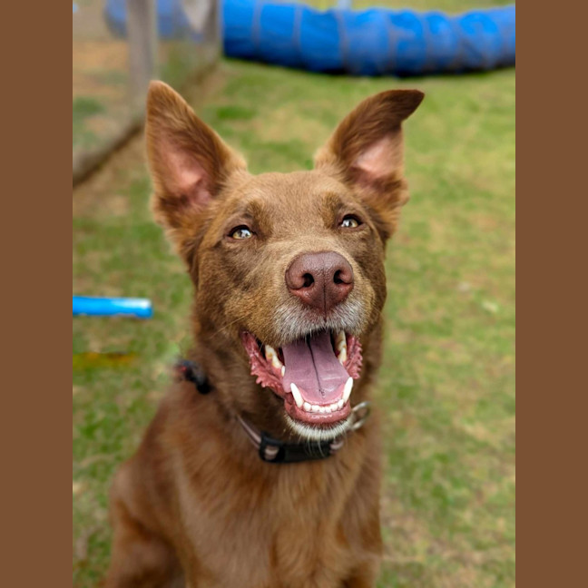 Photo of Taffy