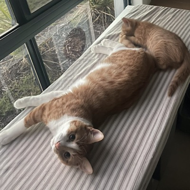 Photo of Tigger (Fostered In Perth)