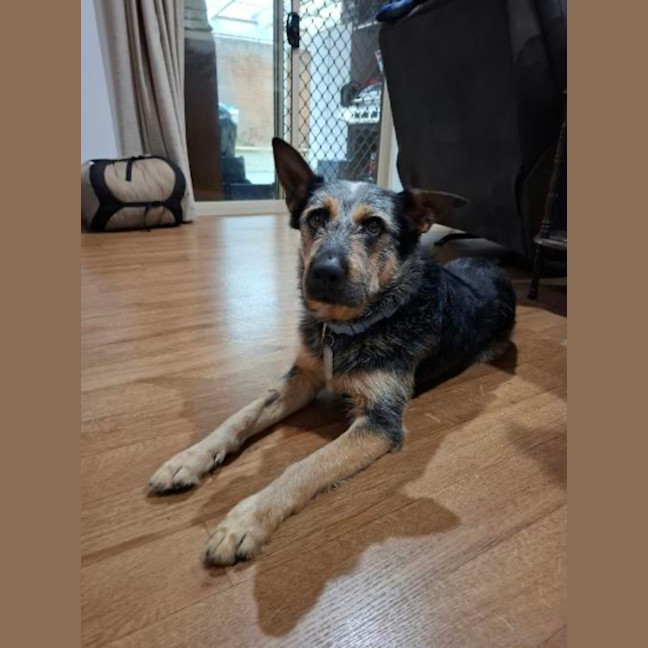 Photo of Buddy