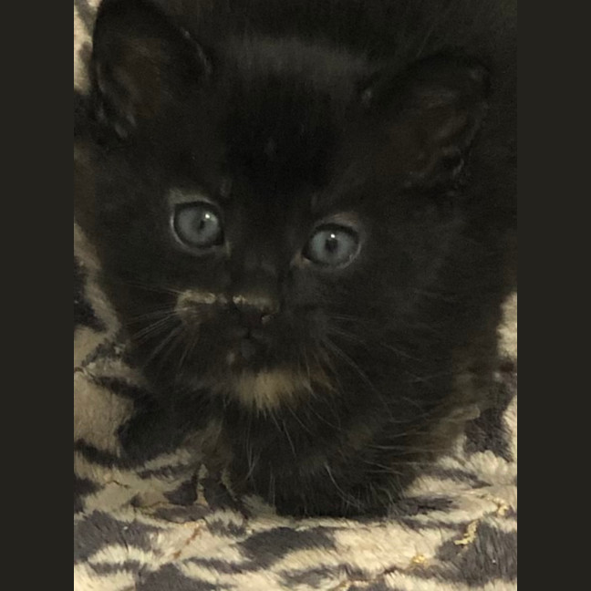 Photo of Misstachio   2 Month Old Domestic Short(trial)