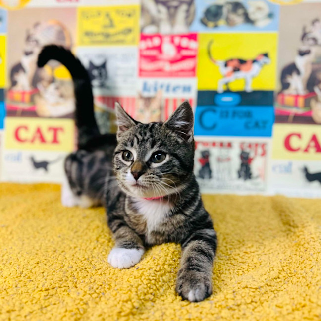 Photo of Sundae   Located In Preston 