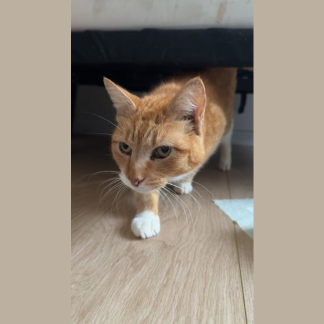 Photo of Tiger