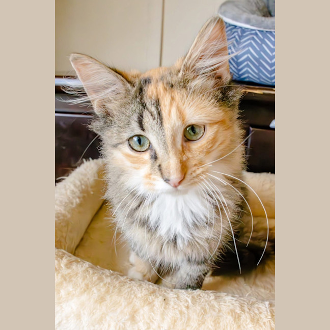 Photo of Marble