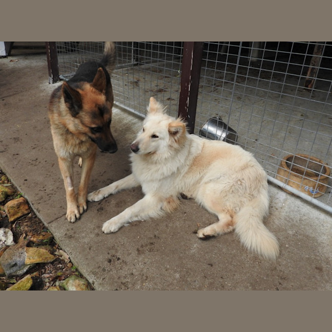 Photo of Zorro