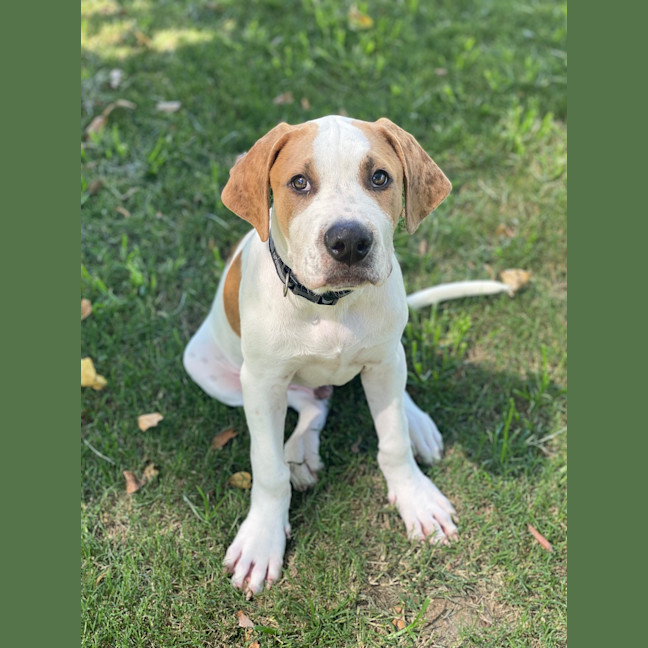 Photo of Buffalo Bill