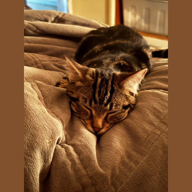 Photo of Millie