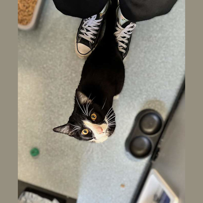 Photo of Puss