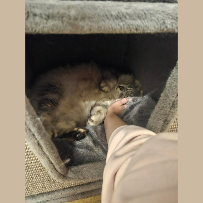 Photo of Floofy