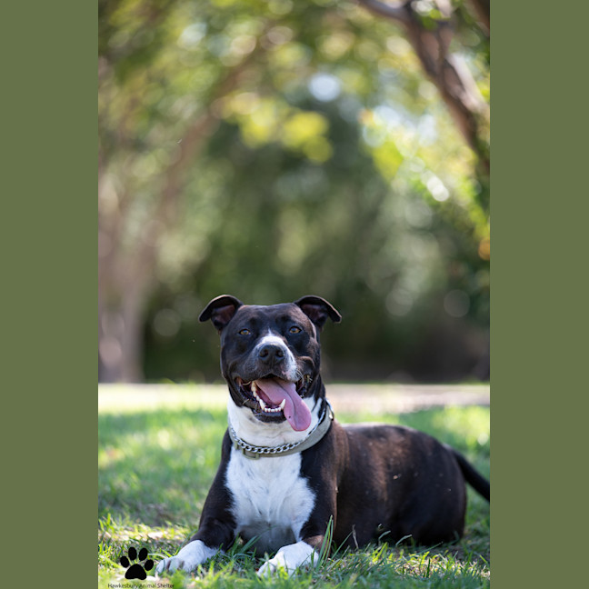 Photo of Tyson