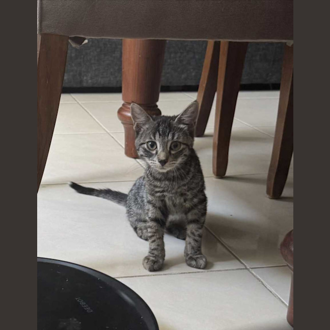 Photo of Koda