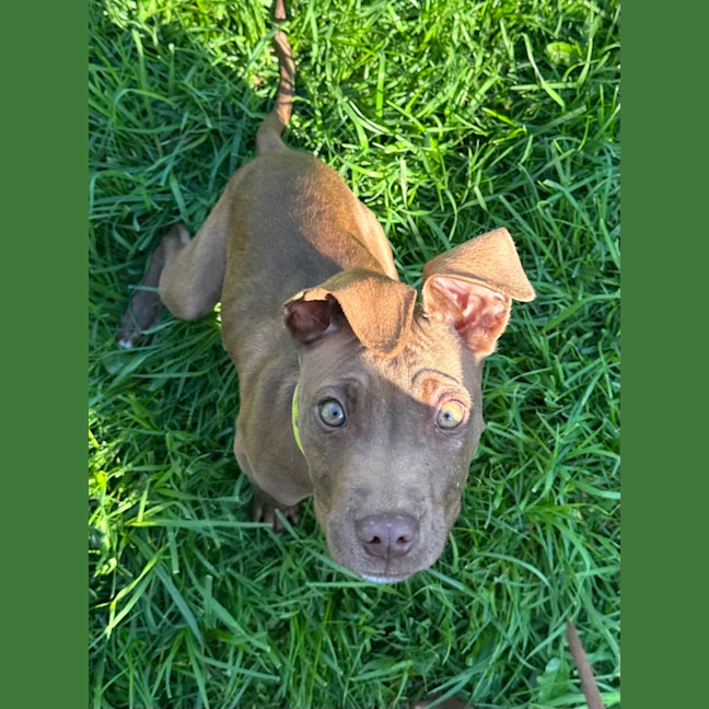 Photo of Firecracker