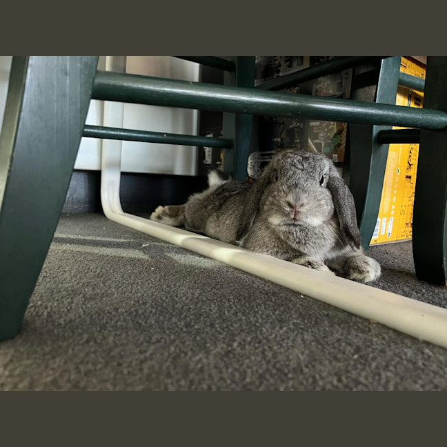 Photo of Smudge With Sooty