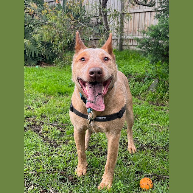 Photo of Bruce