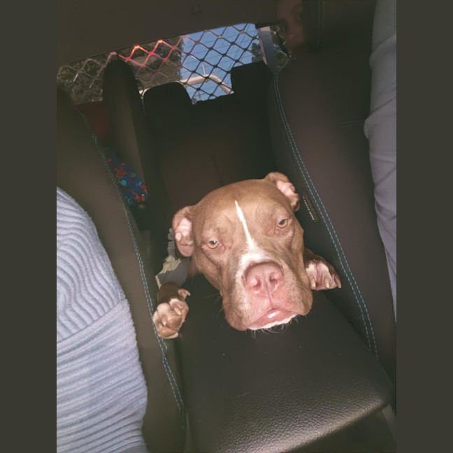 Photo of Maxie   21 Month Old Staffy X Boxer