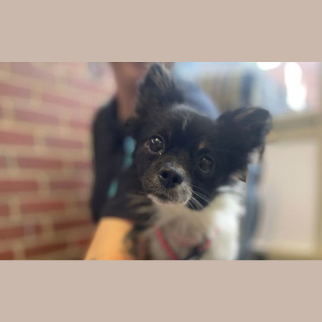 Photo of Daisy