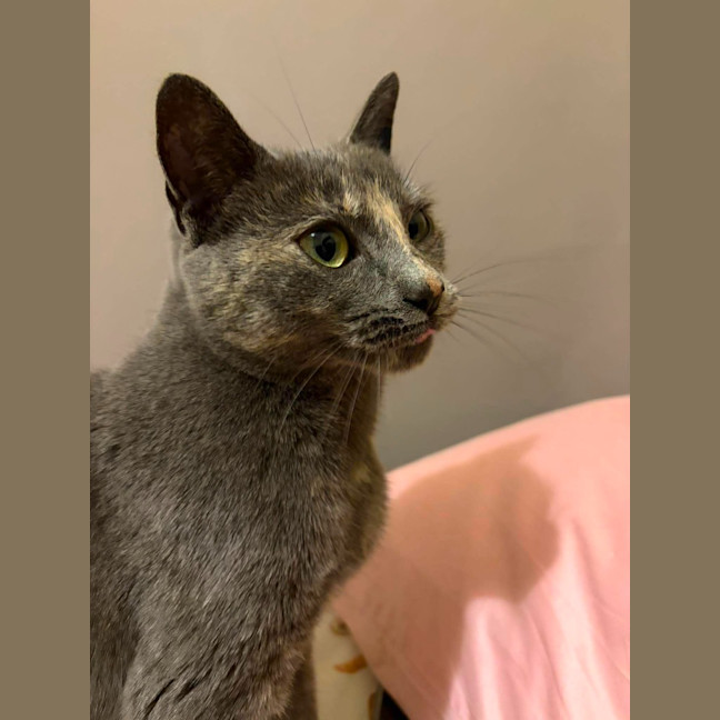 Photo of Luna