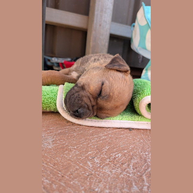 Photo of Dot