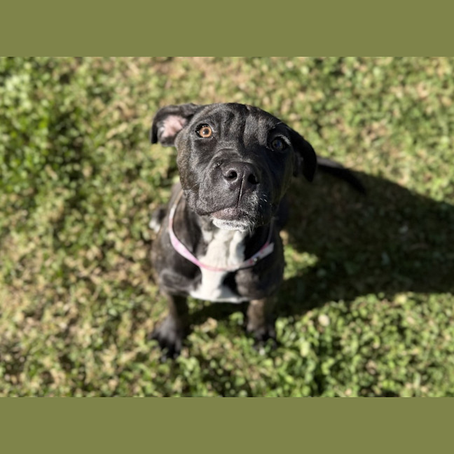 Photo of Buttercup Imp 1481