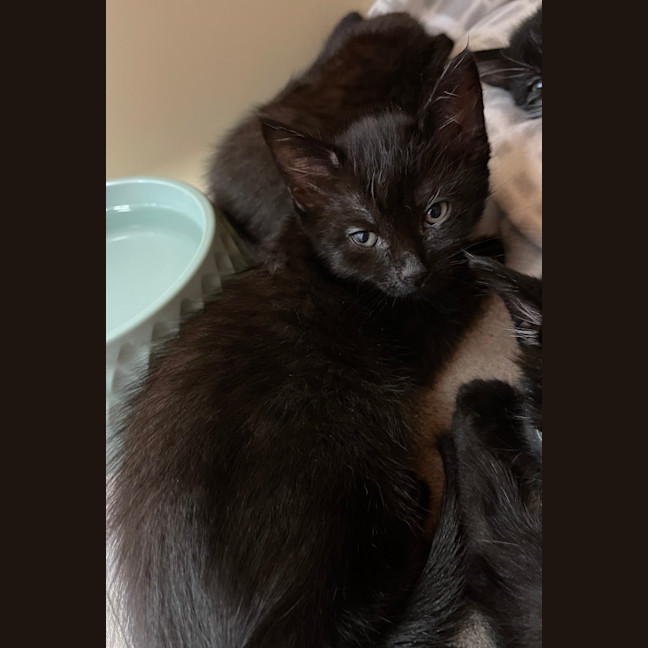 Photo of Iris