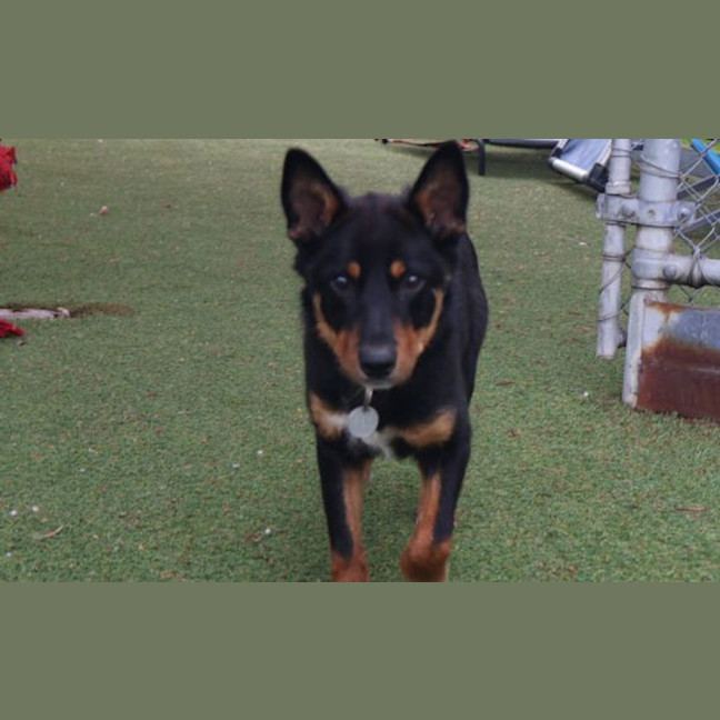 Photo of Koda