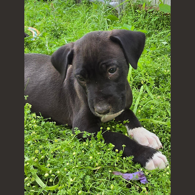 Photo of Binky   7 Week Old Bull Arab X Mastiff 