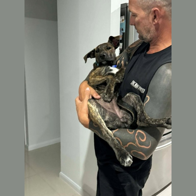 Photo of Remi   5 Month Old Bull Arab X