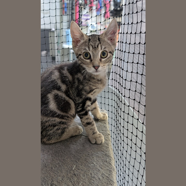 Photo of Barley Sugar