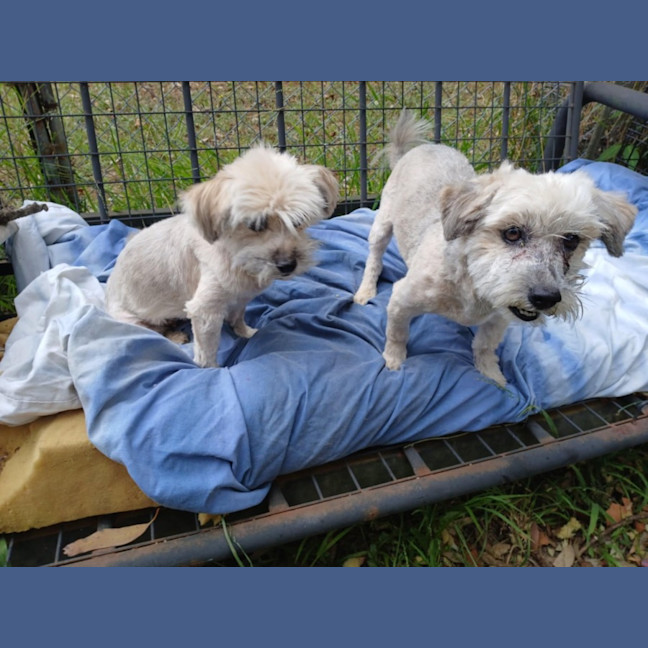 Photo of Frankie 💙