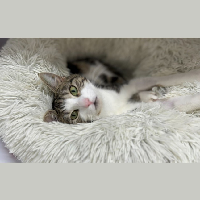 Photo of Sage