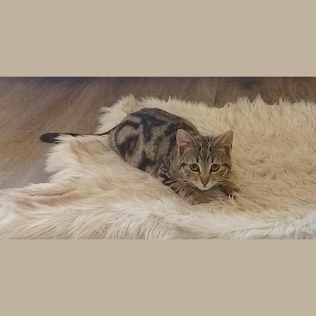 Photo of Linus