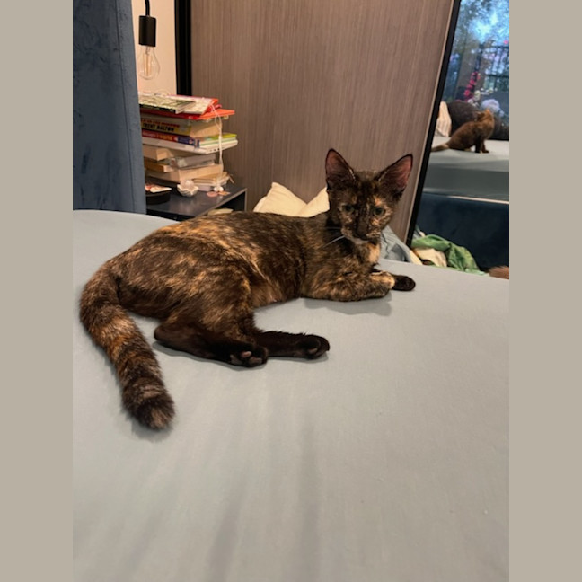 Photo of Shadow