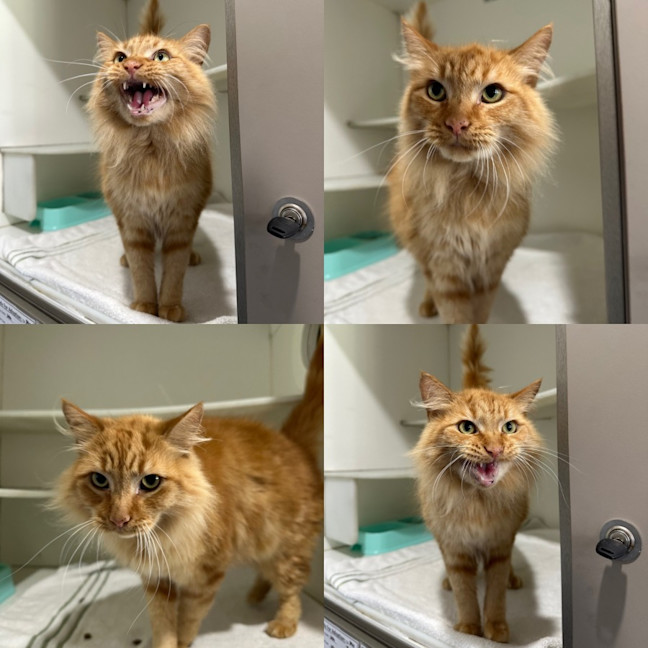 Photo of Marmalade