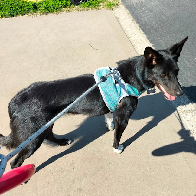 Photo of Bhoot   Assisted Rehome