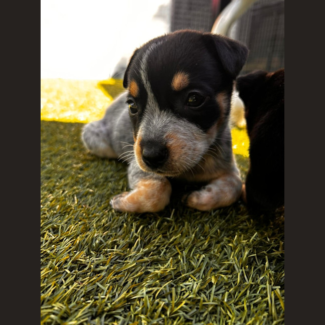 Photo of D1151 Nellie