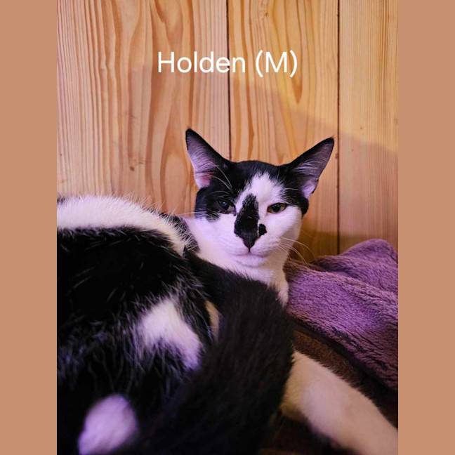 Photo of Holden