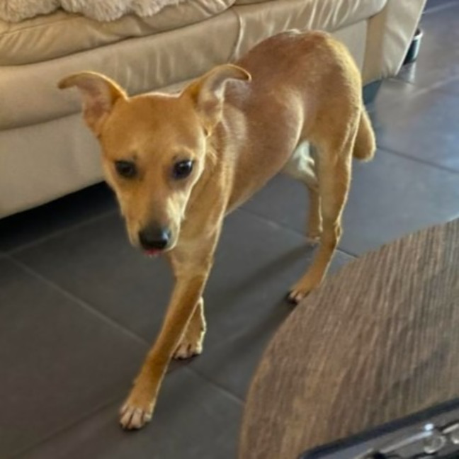 Photo of Archie