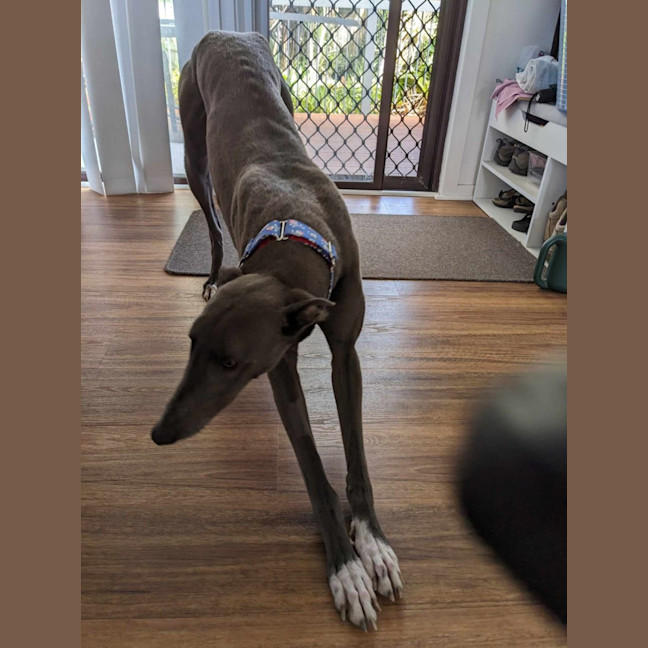 Photo of Romeo, The Greyhound