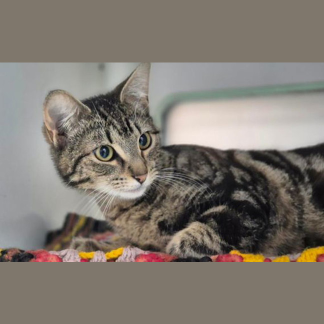 Photo of Nyx