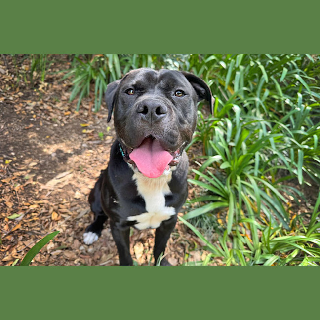 Photo of Archie