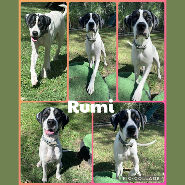 Photo of Rumi